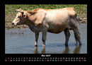 Kuhkalender Fotokalender 2027 - 5