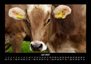 Kuhkalender Fotokalender 2027 - 7