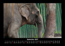 Elefanten - Die sanften Riesen Afrikas Fotokalender 2027 - 9