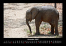 Elefanten - Die sanften Riesen Afrikas Fotokalender 2027 - 12