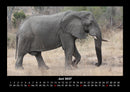 Elefanten - Die sanften Riesen Afrikas Fotokalender 2027 - 6
