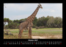 Giraffen Fotokalender 2027 - 10