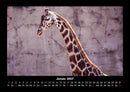 Giraffen Fotokalender 2027 - 1