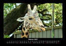 Giraffen Fotokalender 2027 - 2