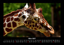 Giraffen Fotokalender 2027 - 3