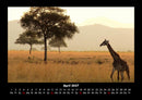 Giraffen Fotokalender 2027 - 4