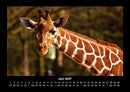 Giraffen Fotokalender 2027 - 6