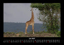 Giraffen Fotokalender 2027 - 7