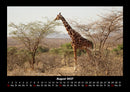 Giraffen Fotokalender 2027 - 8