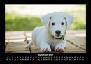 Welpen Fotokalender 2027 - 9