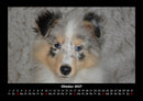 Welpen Fotokalender 2027 - 10