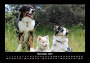 Welpen Fotokalender 2027 - 11