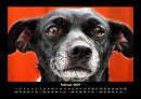 Welpen Fotokalender 2027 - 2