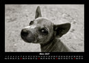 Welpen Fotokalender 2027 - 3