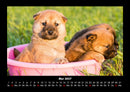Welpen Fotokalender 2027 - 5