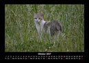 Für Katzenfreunde Fotokalender 2027 - 10