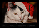 Für Katzenfreunde Fotokalender 2027 - 12