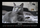 Für Katzenfreunde Fotokalender 2027 - 4