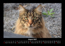 Für Katzenfreunde Fotokalender 2027 - 8
