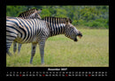 Tierkalender Fotokalender 2027 - 12