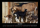 Tierkalender Fotokalender 2027 - 4