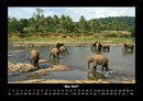 Tierkalender Fotokalender 2027 - 5