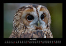 Tierkalender Fotokalender 2027 - 6