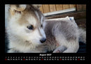 Tierkalender Fotokalender 2027 - 8