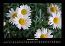 Bilder aus der Natur Fotokalender 2027 - 12
