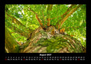 Bäume Fotokalender 2027 - 8