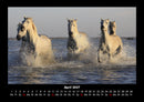 Die Welt der Pferde Fotokalender 2027 - 4
