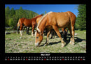 Die Welt der Pferde Fotokalender 2027 - 5