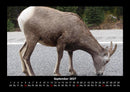 Der Tierkalender Fotokalender 2027 - 9