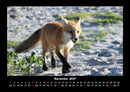 Der Tierkalender Fotokalender 2027 - 11