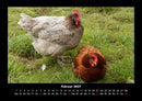 Der Tierkalender Fotokalender 2027 - 2