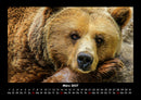 Der Tierkalender Fotokalender 2027 - 3