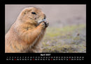Der Tierkalender Fotokalender 2027 - 4