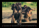 Der Tierkalender Fotokalender 2027 - 5