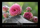 Rosentraum Fotokalender 2027 - 10