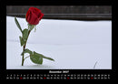 Rosentraum Fotokalender 2027 - 12