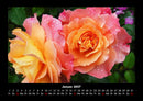 Rosentraum Fotokalender 2027 - 1