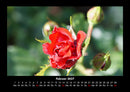 Rosentraum Fotokalender 2027 - 2