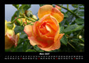 Rosentraum Fotokalender 2027 - 3