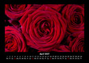 Rosentraum Fotokalender 2027 - 4