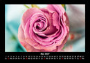 Rosentraum Fotokalender 2027 - 5