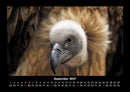 Vogelparadies Fotokalender 2027 - 9