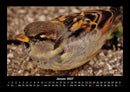 Vogelparadies Fotokalender 2027 - 1