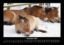 Pferdegeflüster Fotokalender 2027 - 12
