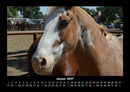 Pferdegeflüster Fotokalender 2027 - 1
