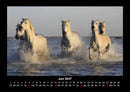Pferdegeflüster Fotokalender 2027 - 6